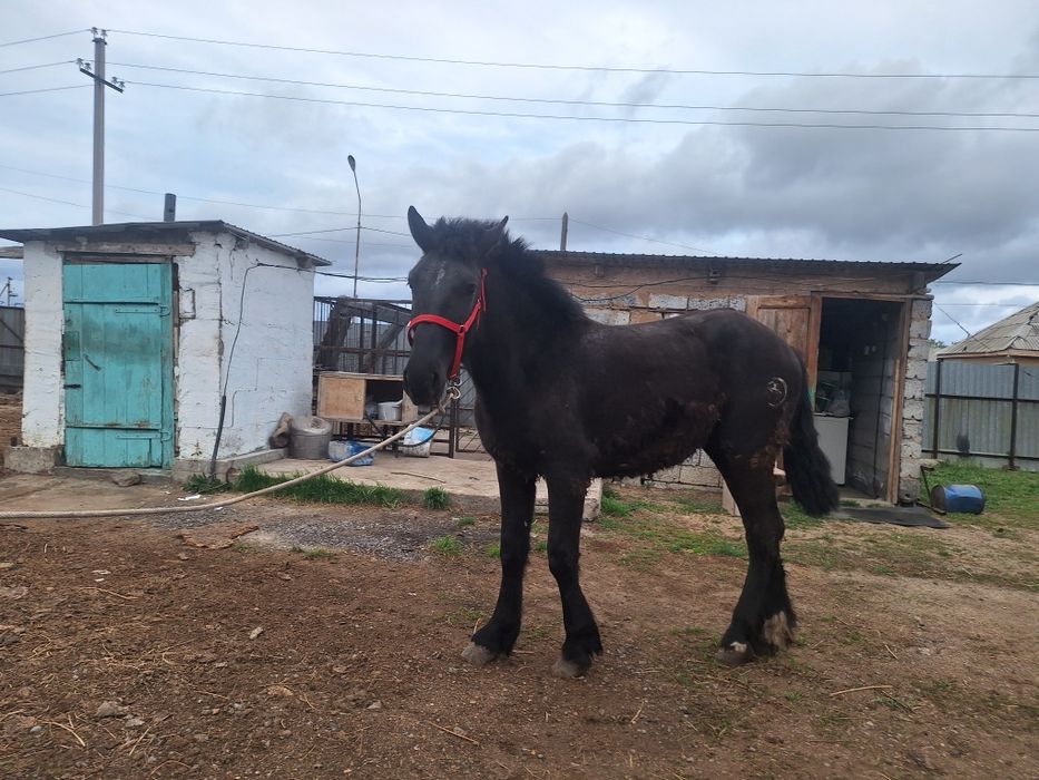 2 жаска енді толған құнан сатылады