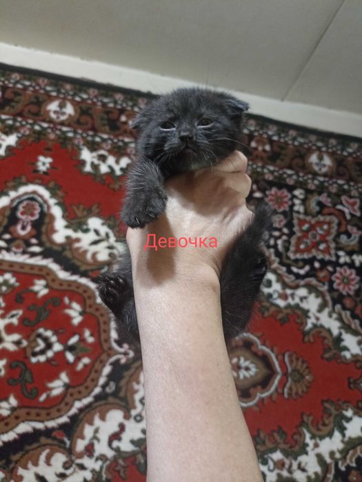 Котята в ответственные руки