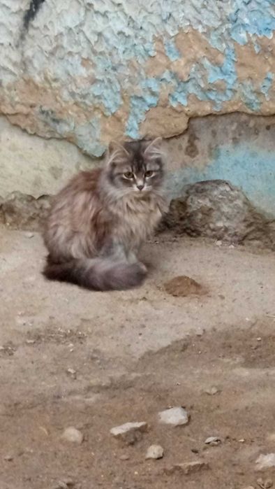 Кошечка ищет себе дом!