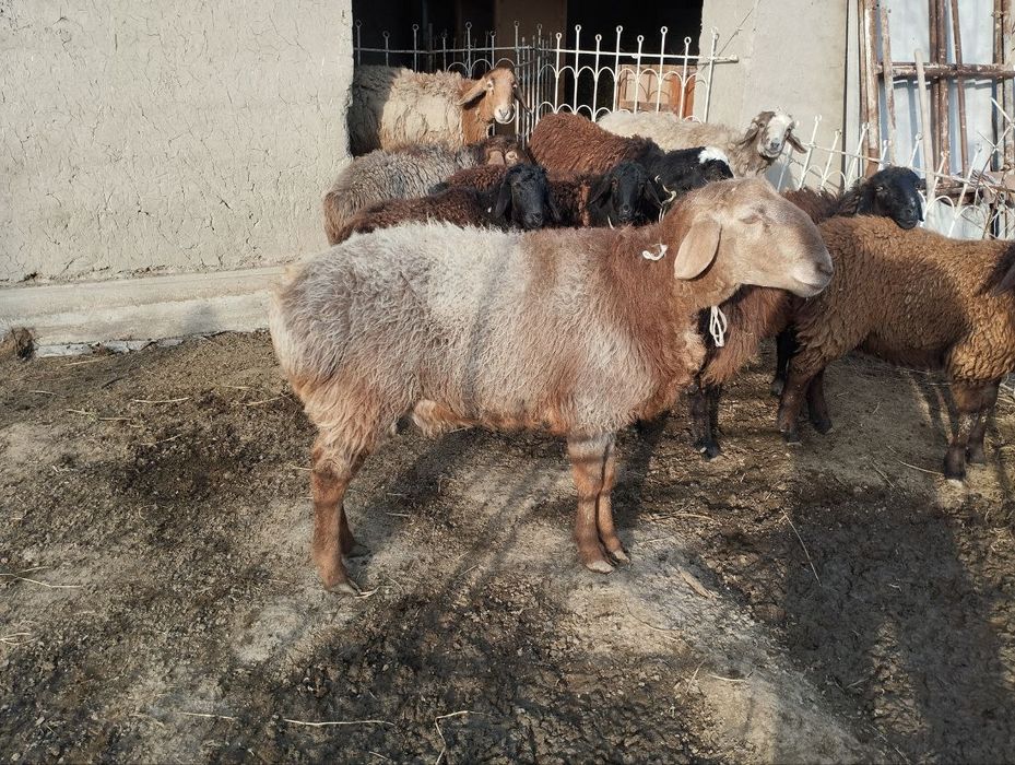 1 yosh quchqor sotiladi