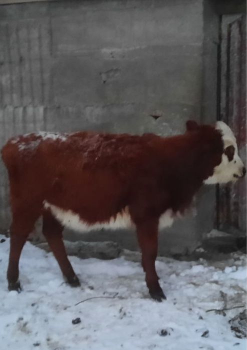 Продаю телочек !