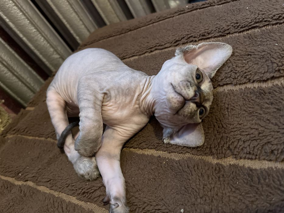 продам котенка сфинкса девочку