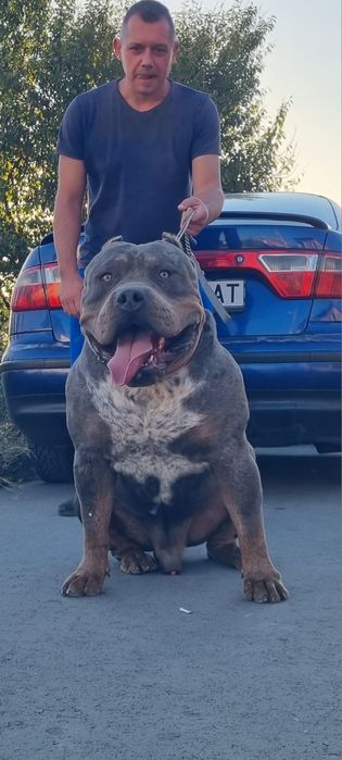 Американско були Хл /American bully XL