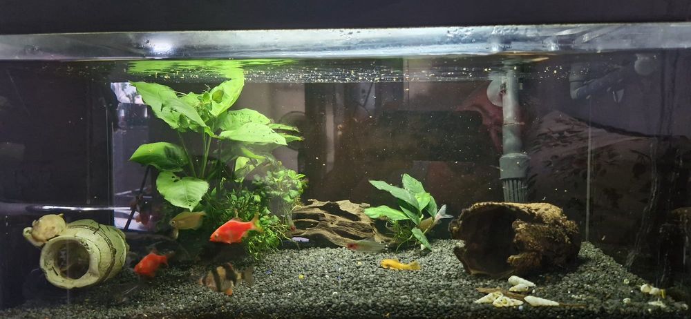 Acvariu pesti de 70litri