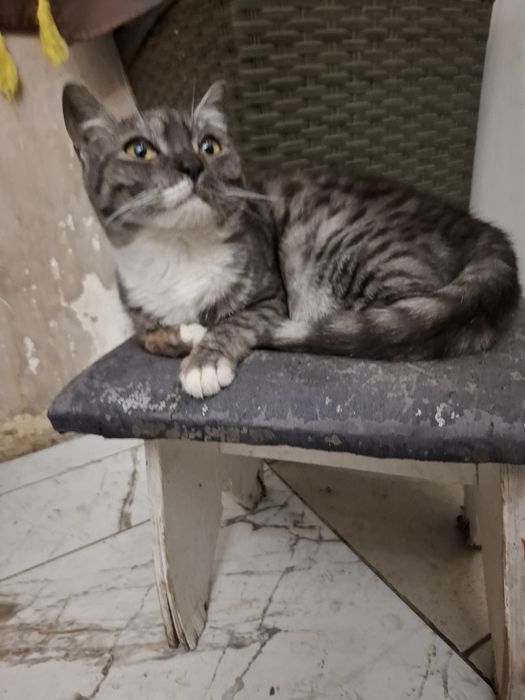 Отдам котята  добрый  руки