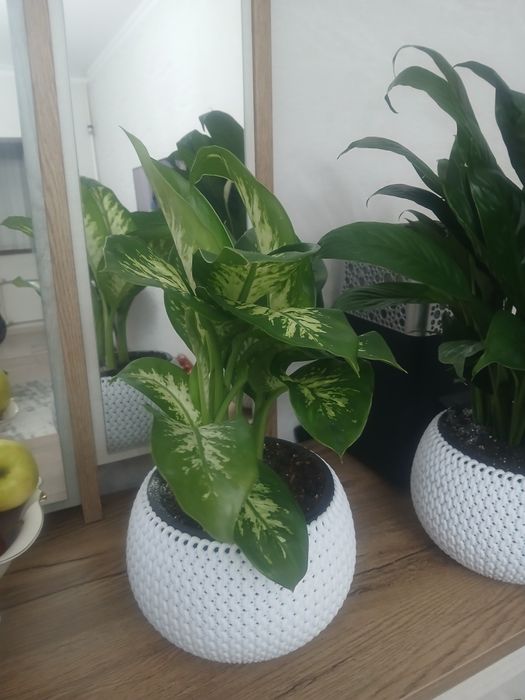 Цветы комнатные для дома и офиса