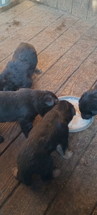 Щенки немецкой овчарки