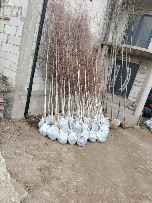 Vând tuia leylandii și mesteacăn alb