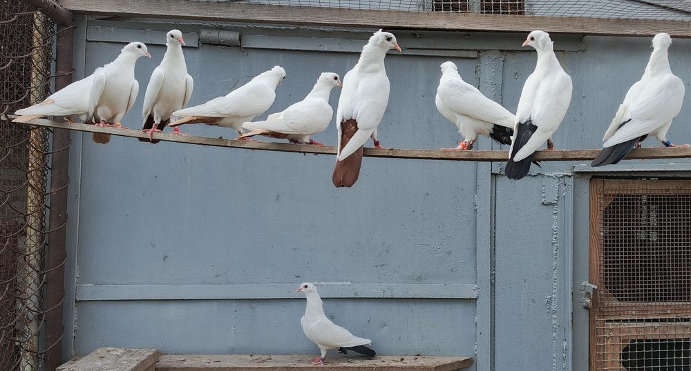 Бакинские голуби