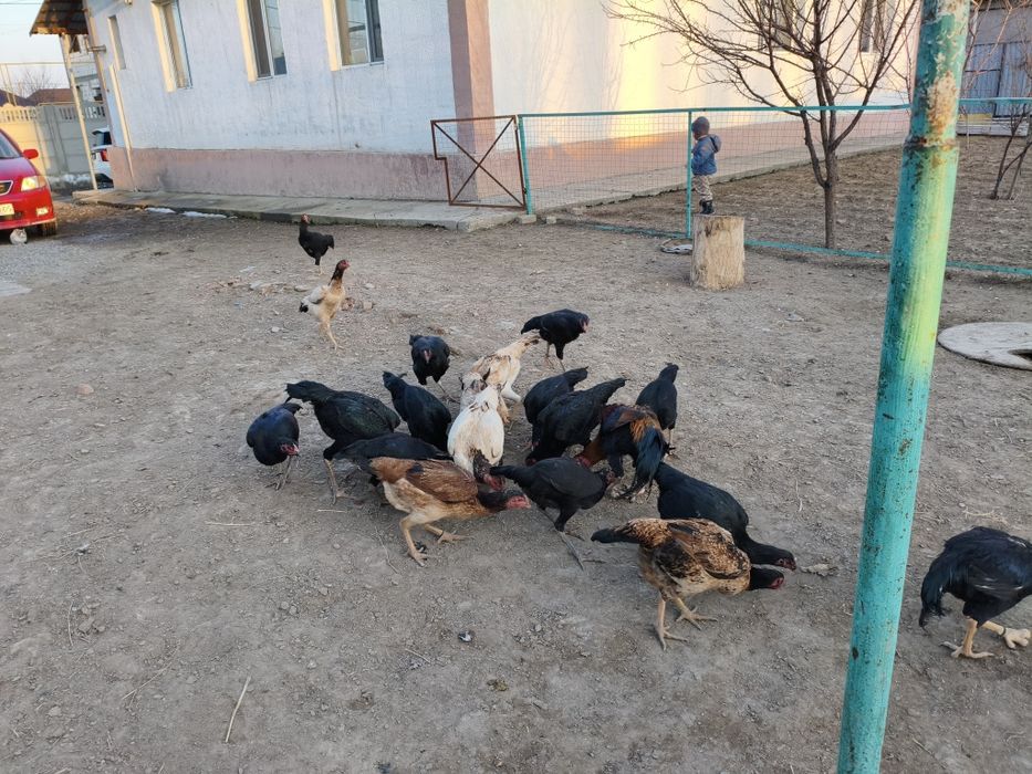 Дакан тауыктар сатылады.