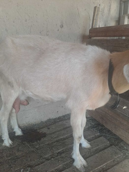 Продам коз КазЦик