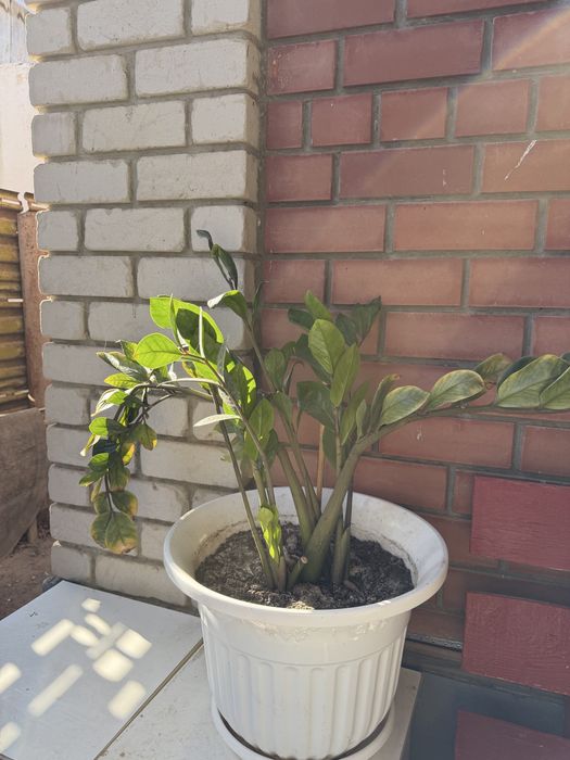 Продам комнатные цветы. Высокие.