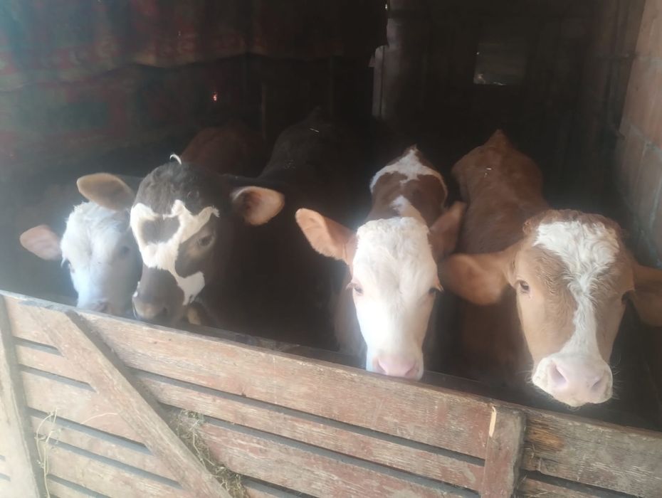 Vând 16 viței semi înțărcați