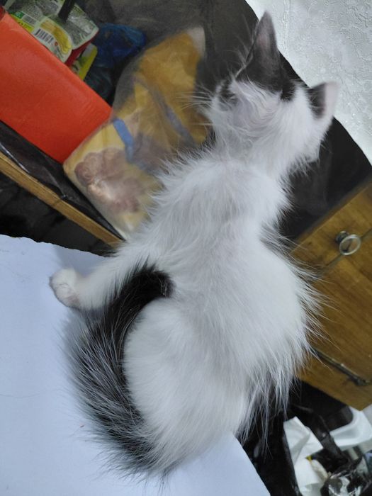 Игривые котята в добрые руки