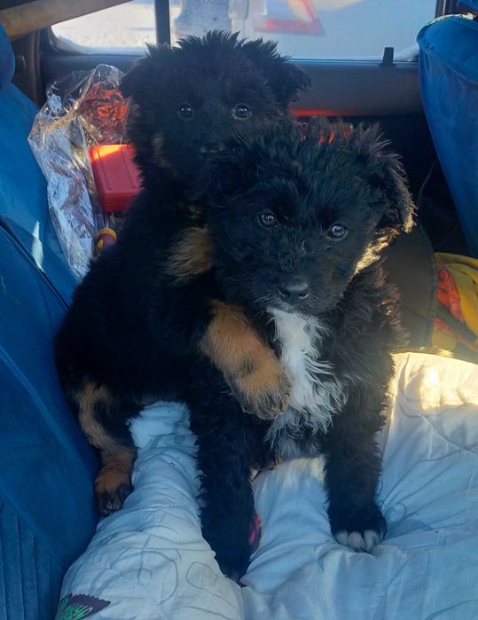 Бесплатно дарим щенков