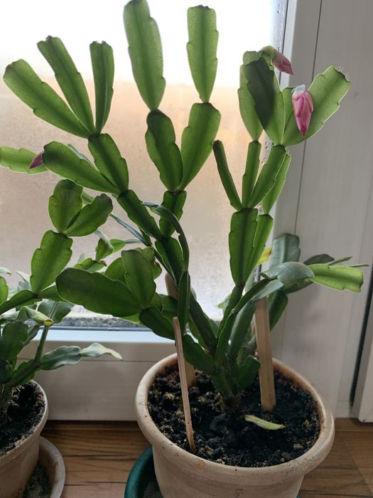 Продаю цветы «декабриста»розовые