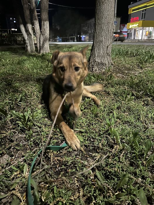 !!!Ищем заботливого хозяина