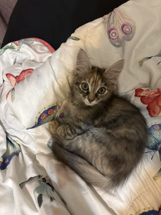 Дарю котенка девочку