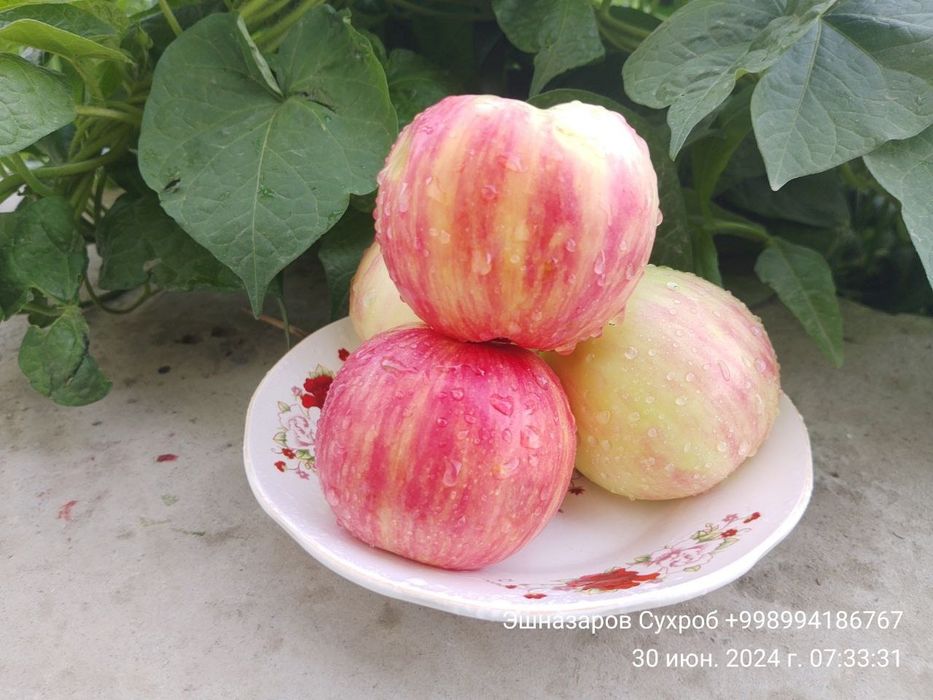 Мевали дарахт кўчатлари сотилади