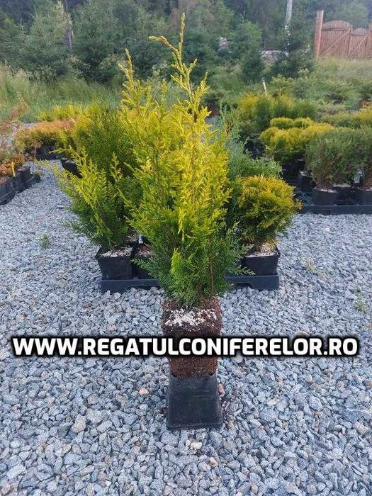 Puieti conifere containerizati- ienuperi, chiparosi, tuia, artari, brad, molid
