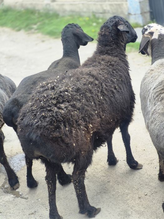 Куй 3 дона  совликлар