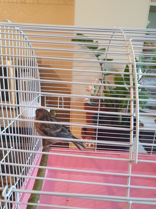 Продаю канарейку