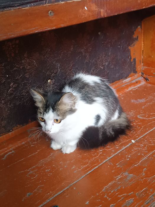 Милая кошечка ищет любящий дом!