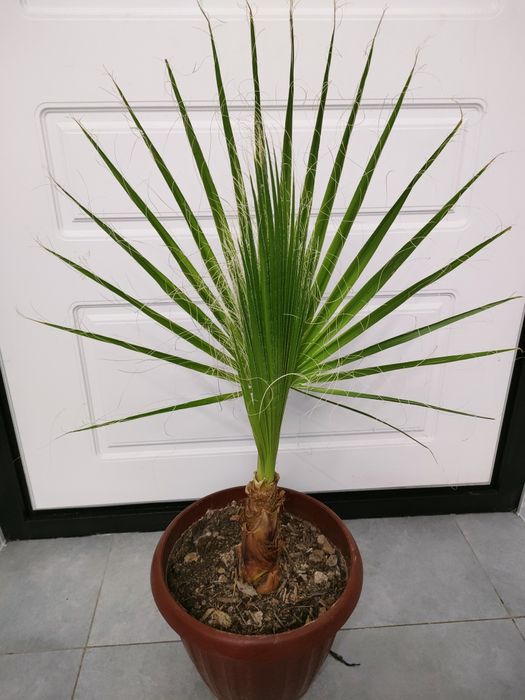 Растения комнатные . Доставка