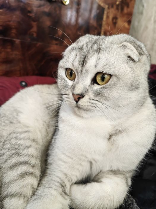 Скотиш фолд ургочи 9ойлик