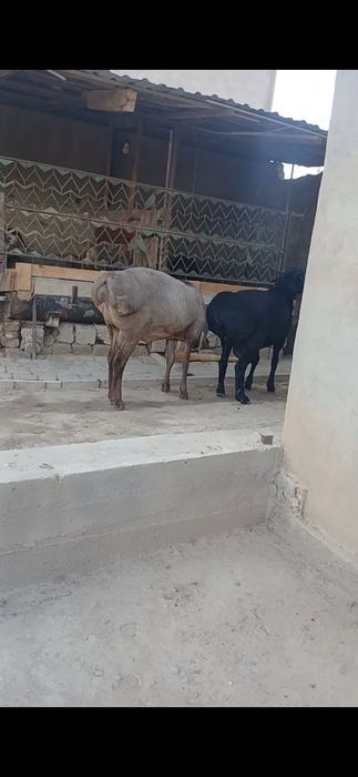 Qochqor sotiladi