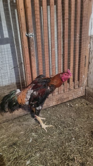 Дакан кораздар..