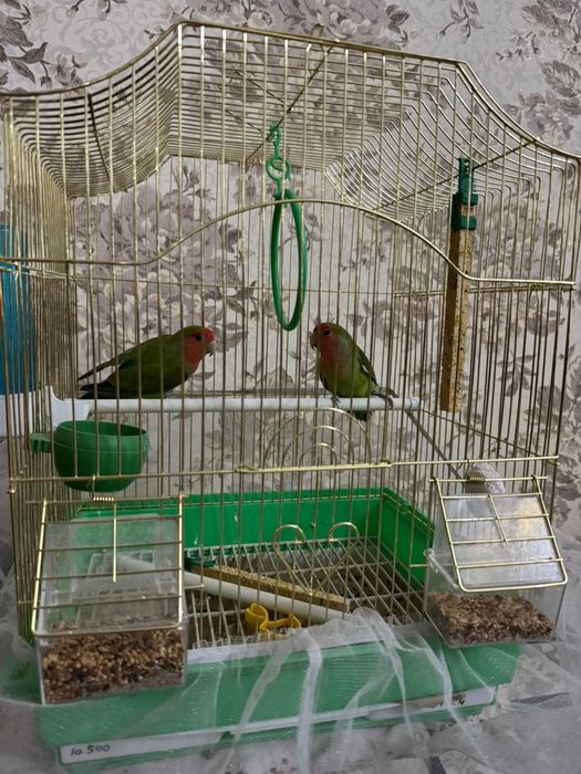 Не разлучайка попугай