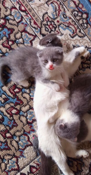Продаётся котята