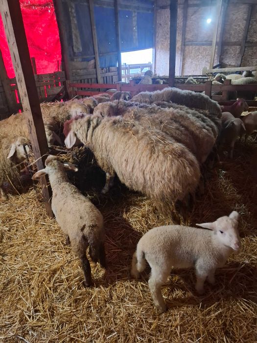 Oi de vanzare cu miei langa ele