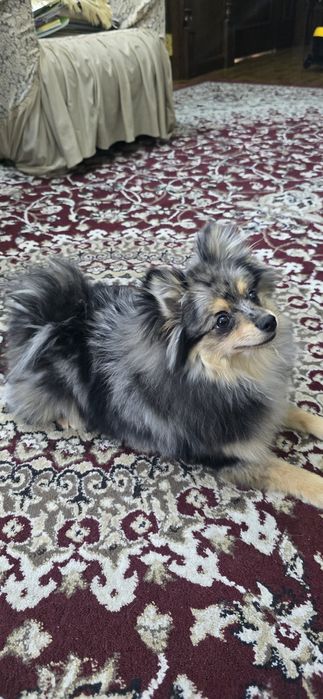 Продаётся  Памеранский шпиц мраморного окраса, 9мес  девочка .