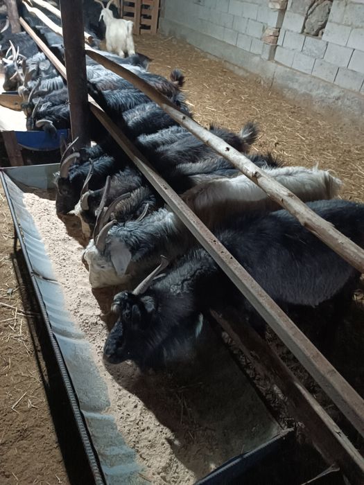 Қўй ва эчкилар сотилади