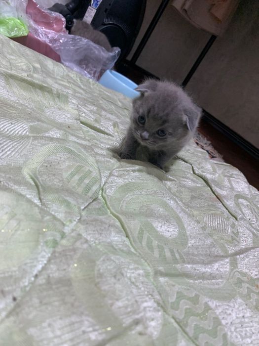 scottish fold and straight