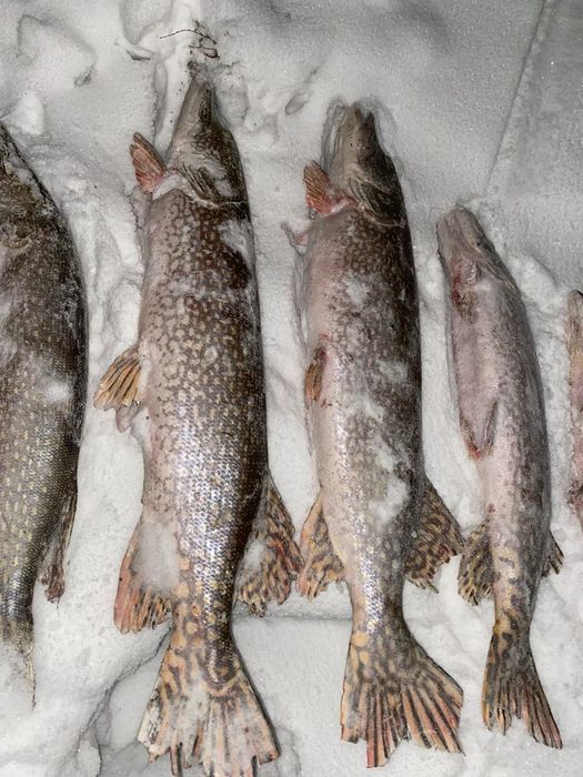 продам щуку 850тг\кг