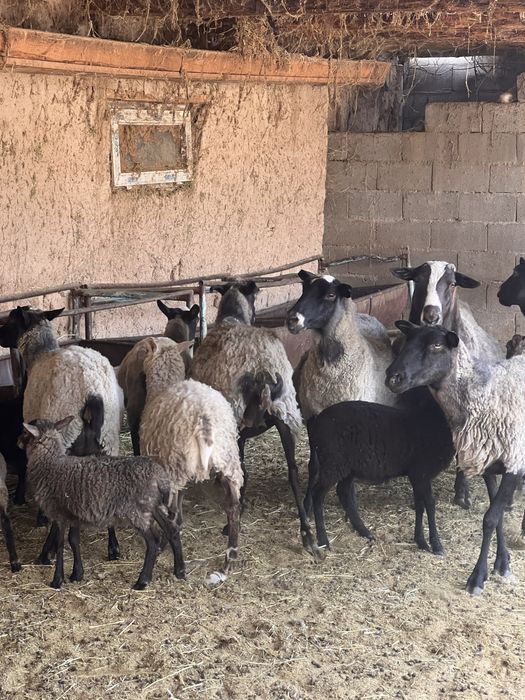 романовских овец