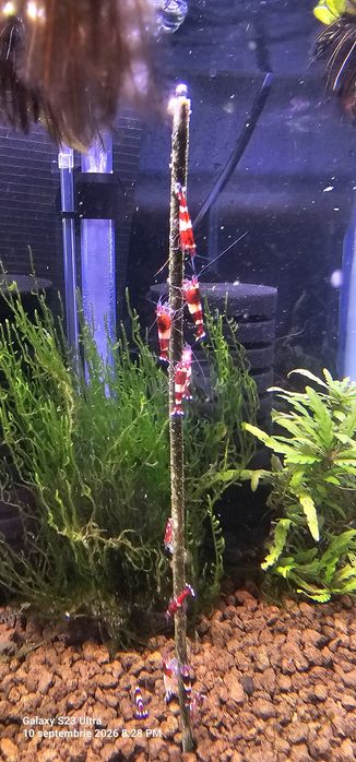 Hrana creveti BIO 12 buc/paket