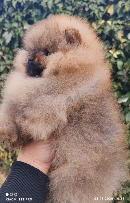 Померан мини момче