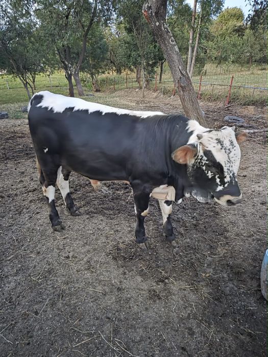 Taur Belge de vânzare