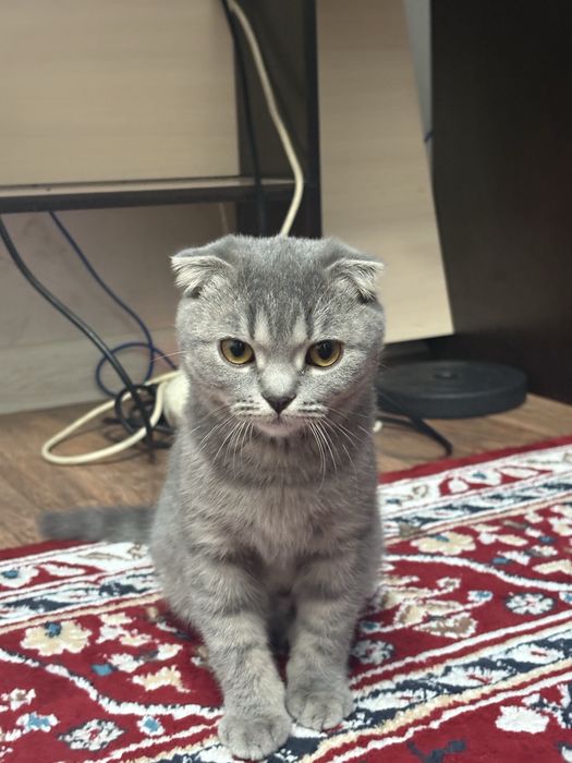 Продается котенок