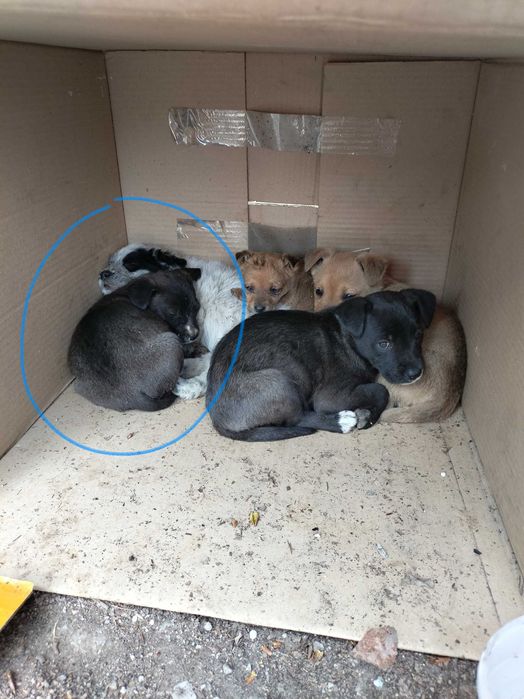 Щенки в добрые руки