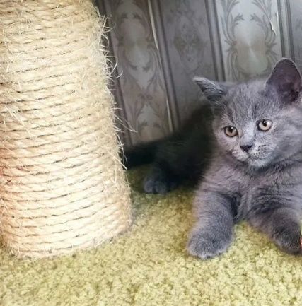 Девочки шотландские ходят, в лоток