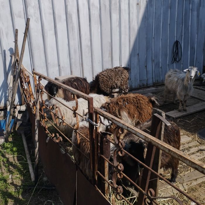 Козы бараны овцы коза козёл