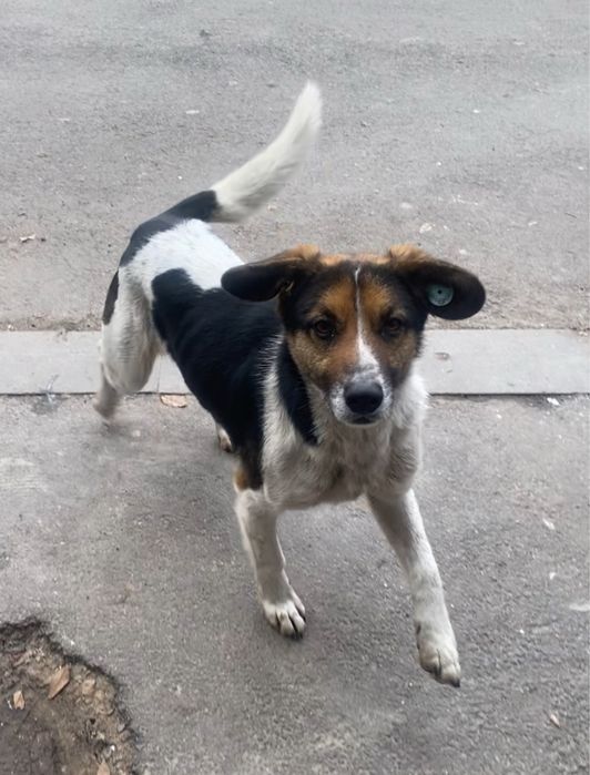 Отдам собаку, мальчик, молодой кастрирован, отличный охранник привезем