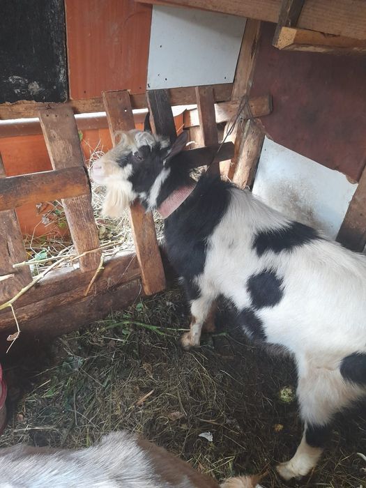 Vând țap de un an jumătate