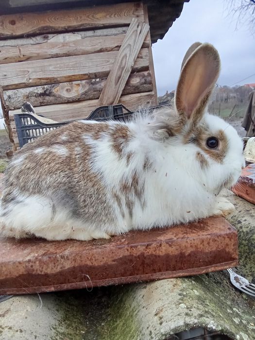 Vând iepuri  cap de leu