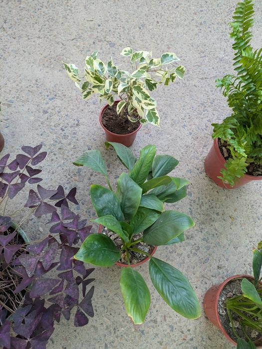 Комнатные растения срочно